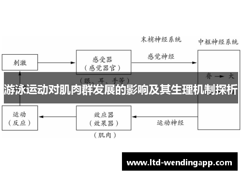 游泳运动对肌肉群发展的影响及其生理机制探析